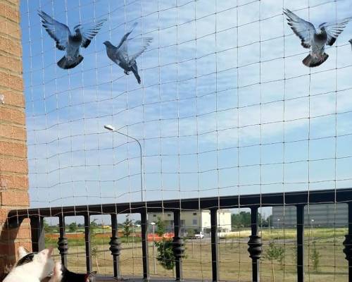Pigeon Control Net in Balcony